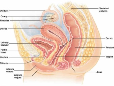 Yang reproduksi merupakan sebagai uterus berfungsi organ wanita Fungsi Uterus